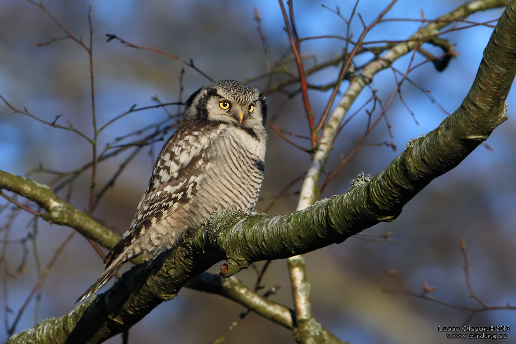 HKUGGLA / NORTHERN HAWK-OWL (Surnia ulula) - Stng / Close