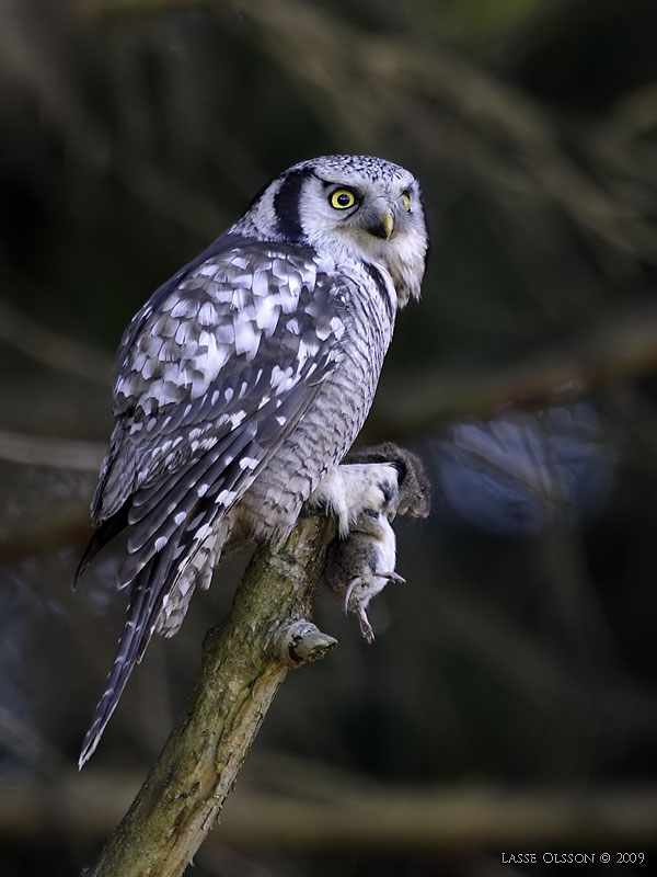 HKUGGLA / NORTHERN HAWK-OWL (Surnia ulula) - Stng / Close