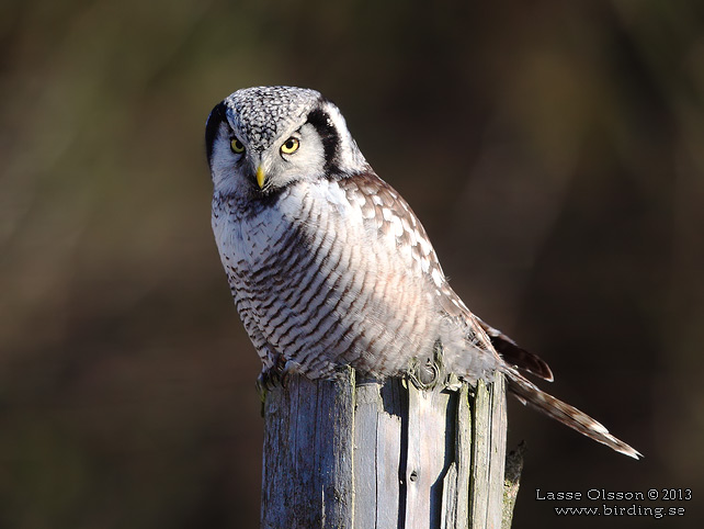 HÖKUGGLA / NORTHERN HAWK-OWL (Surnia ulula) - stor bild / full size