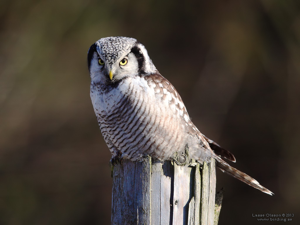 HKUGGLA / NORTHERN HAWK-OWL (Surnia ulula) - Stng / Close