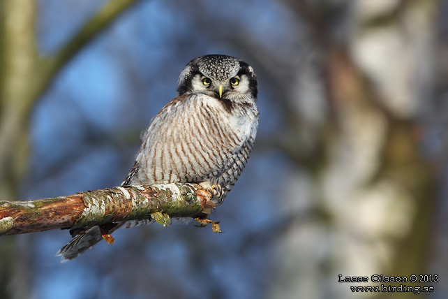 HÖKUGGLA / NORTHERN HAWK-OWL (Surnia ulula) - stor bild / full size