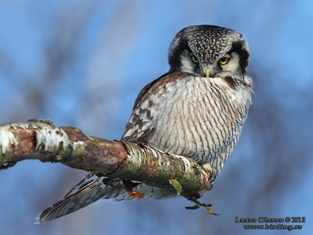 HÖKUGGLA / NORTHERN HAWK-OWL (Surnia ulula) - stor bild / full size