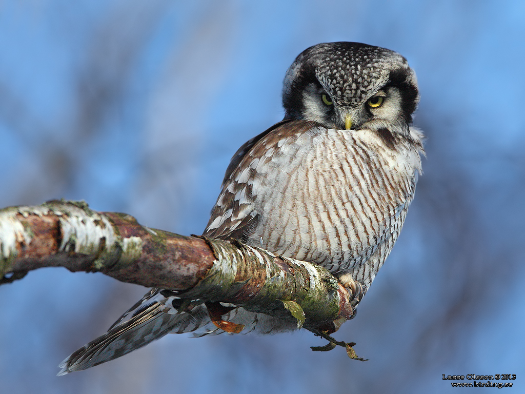 HKUGGLA / NORTHERN HAWK-OWL (Surnia ulula) - Stng / Close