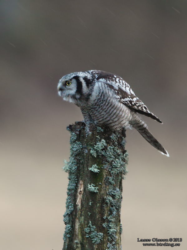 HKUGGLA / NORTHERN HAWK-OWL (Surnia ulula) - Stng / Close