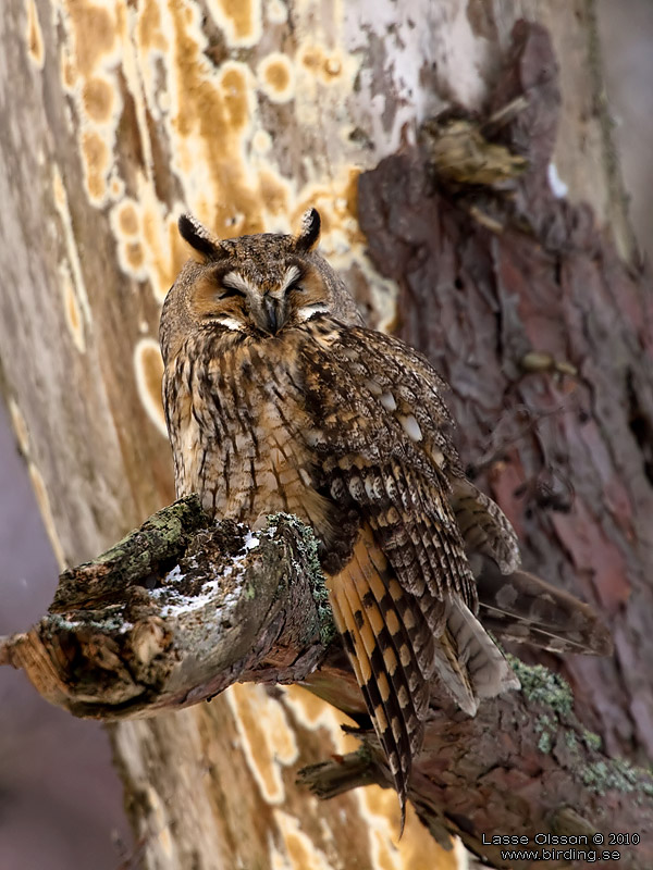 HORNUGGLA / LONG-EARED OWL (Asio otus) - Stng / Close