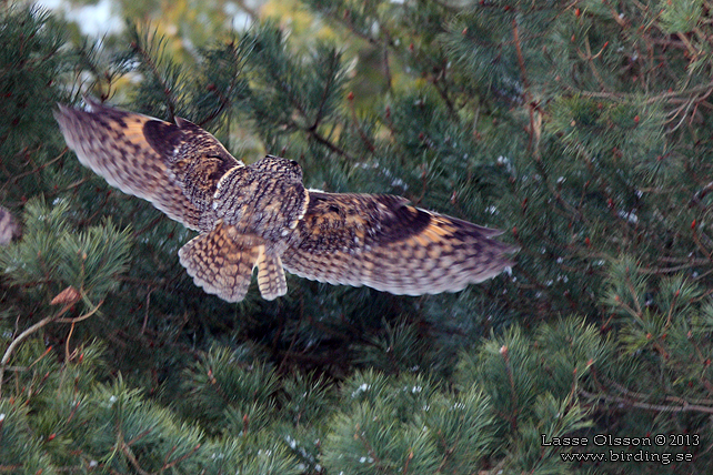 HORNUGGLA / LONG-EARED OWL (Asio otus) - stoe bild / full size