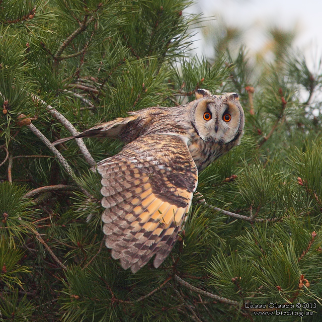 HORNUGGLA / LONG-EARED OWL (Asio otus) - stoe bild / full size