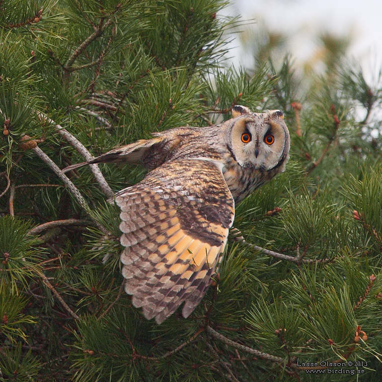 HORNUGGLA / LONG-EARED OWL (Asio otus) - Stng / Close