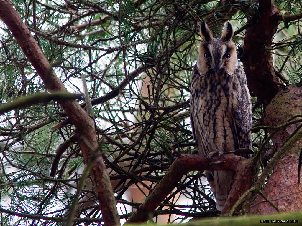 HORNUGGLA / LONG-EARED OWL (Asio otus) - Stng / Close