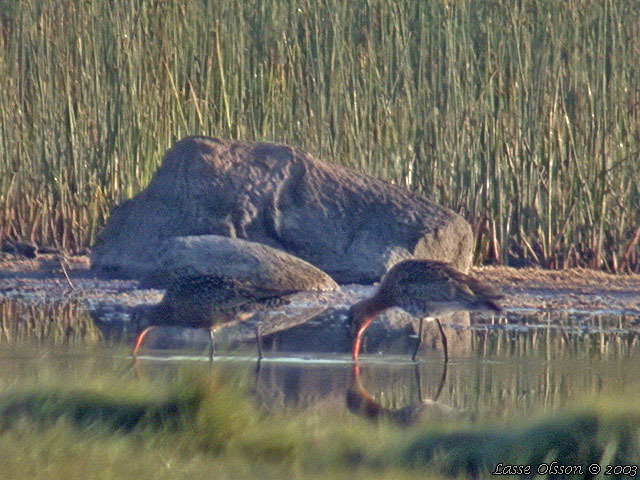 HUDSONSPOV / HUDSONIAN GODWIT (Limosa haemastica)