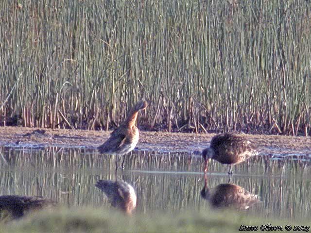 HUDSONSPOV / HUDSONIAN GODWIT (Limosa haemastica)