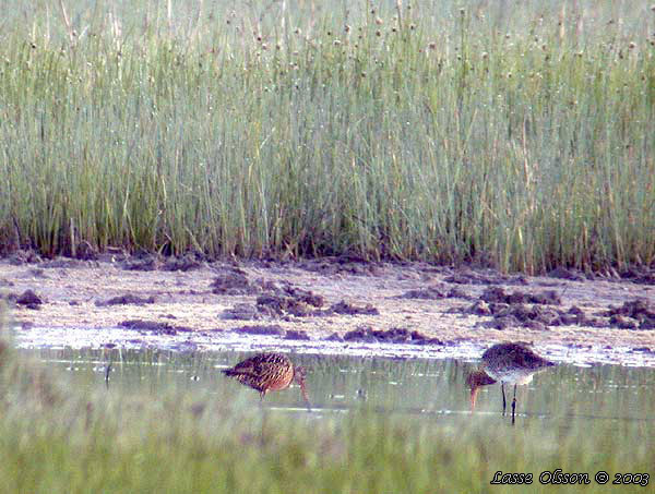 HUDSONSPOV / HUDSONIAN GODWIT (Limosa haemastica)