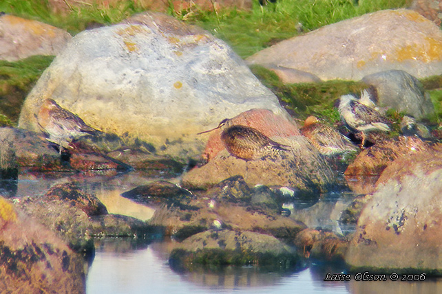 HUDSONSPOV / HUDSONIAN GODWIT (Limosa haemastica)