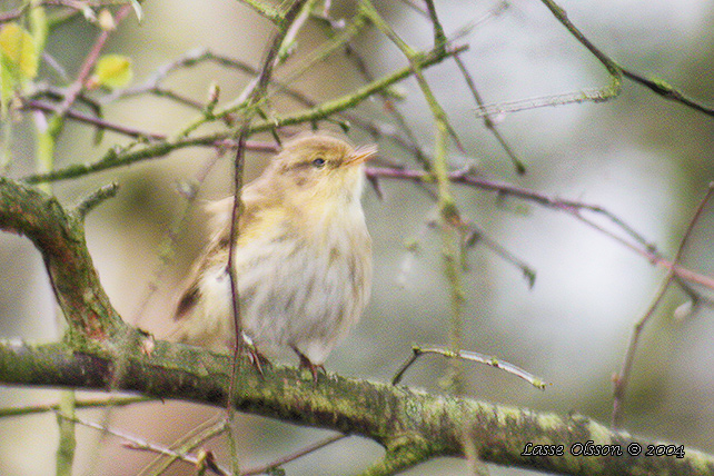 IBERISK GRANSNGARE / IBERIAN CHIFFCHAFF (Phylloscopus ibericus)