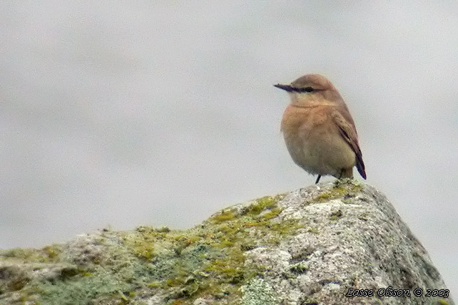 ISABELLASTENSKVTTA  / ISABELLINE WHEATEAR (Oenanthe isabellina)