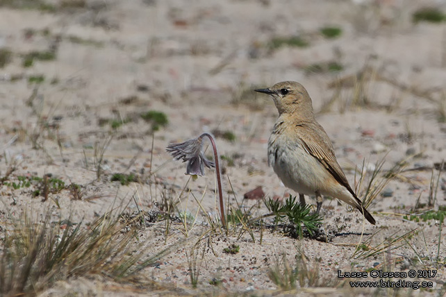 ISABELLASTENSKVÄTTA  / ISABELLINE WHEATEAR (Oenanthe isabellina)