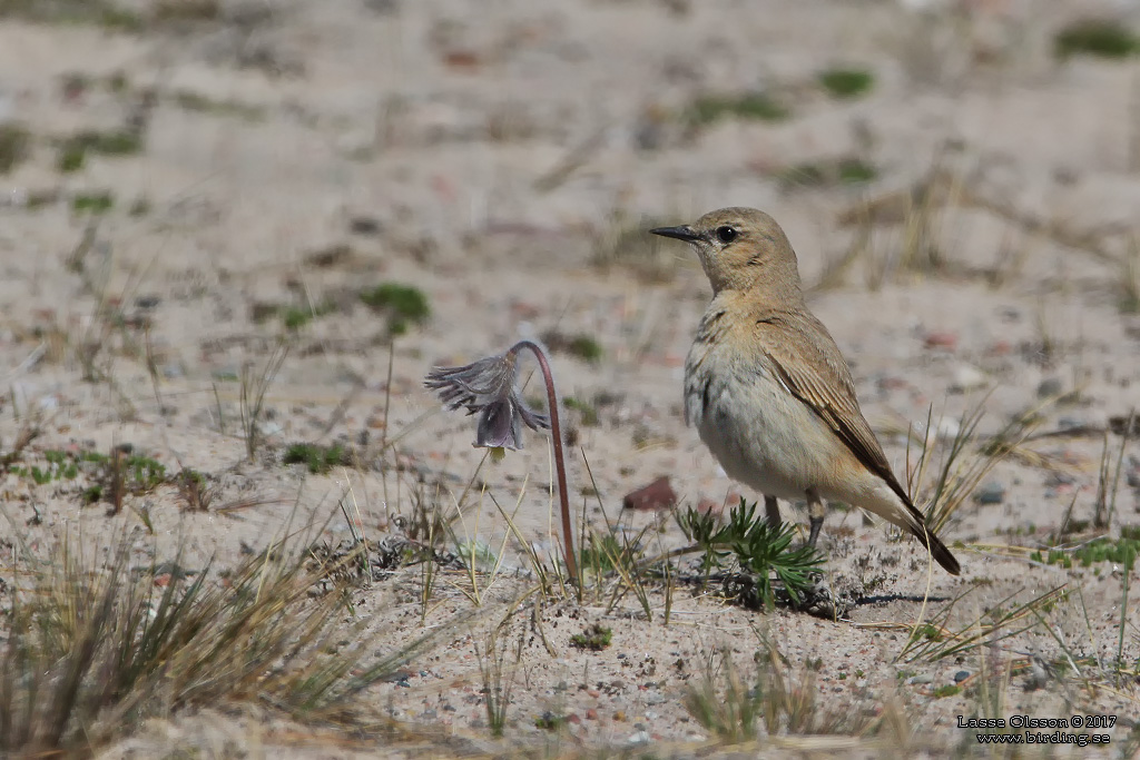 ISABELLASTENSKVÄTTA  / ISABELLINE WHEATEAR (Oenanthe isabellina) - Stäng / Close