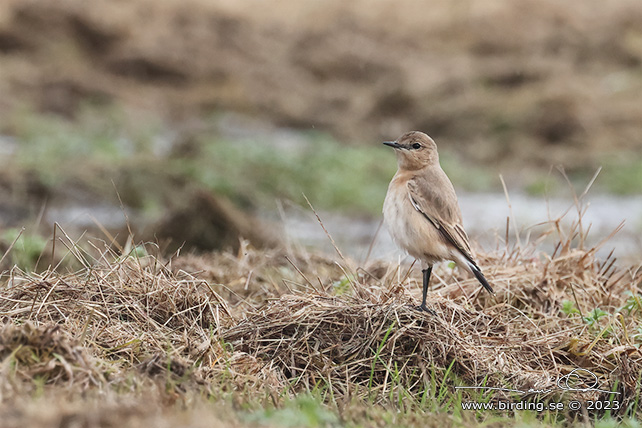 ISABELLASTENSKVÄTTA  / ISABELLINE WHEATEAR (Oenanthe isabellina)