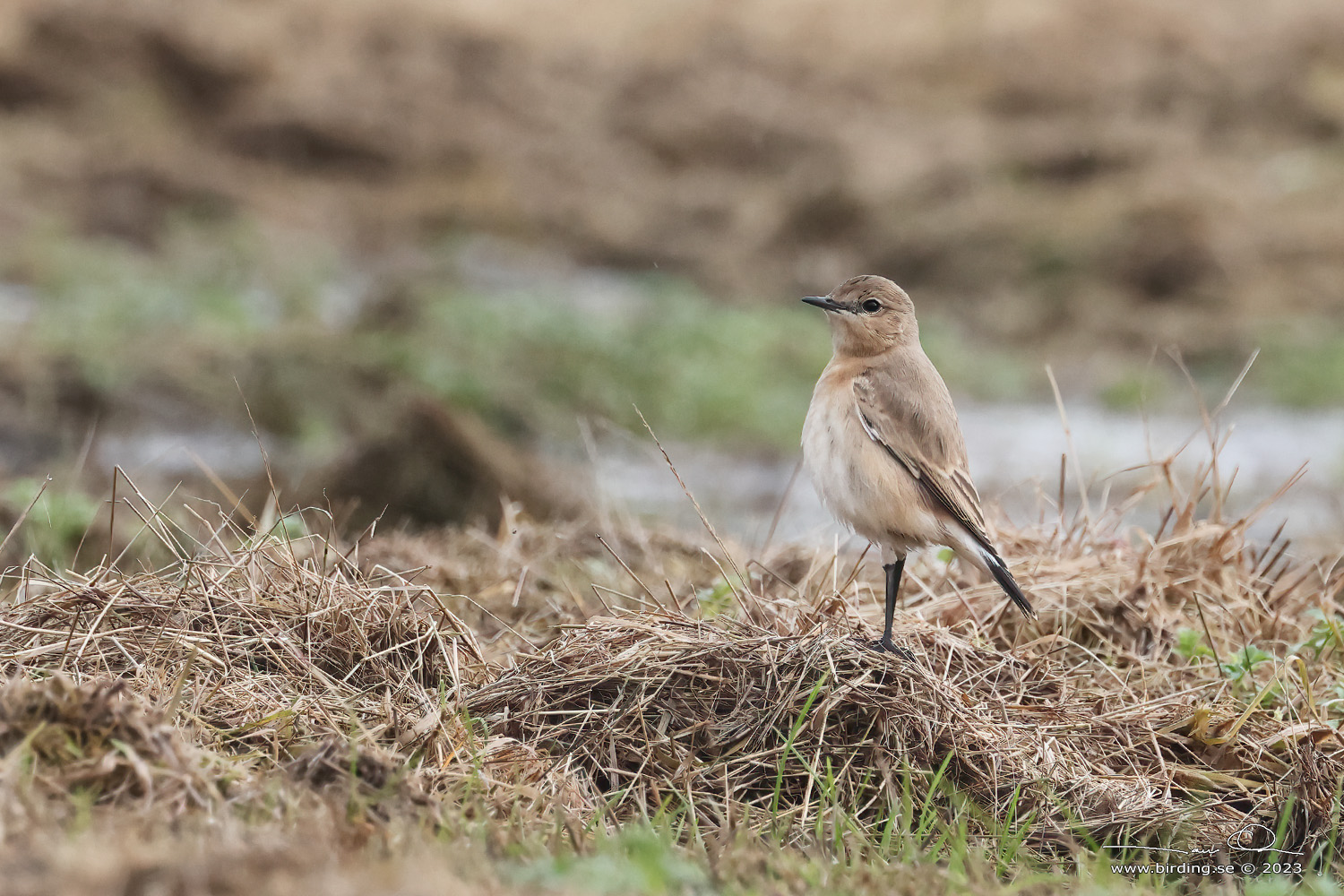 ISABELLASTENSKVÄTTA  / ISABELLINE WHEATEAR (Oenanthe isabellina) - Stäng / Close