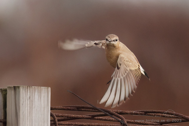 ISABELLASTENSKVÄTTA  / ISABELLINE WHEATEAR (Oenanthe isabellina)