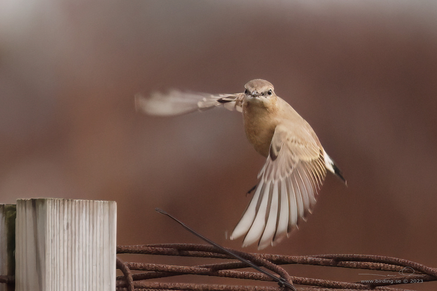 ISABELLASTENSKVÄTTA  / ISABELLINE WHEATEAR (Oenanthe isabellina) - Stäng / Close