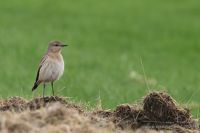 ISABELLASTENSKVÄTTA  / ISABELLINE WHEATEAR (Oenanthe isabellina)