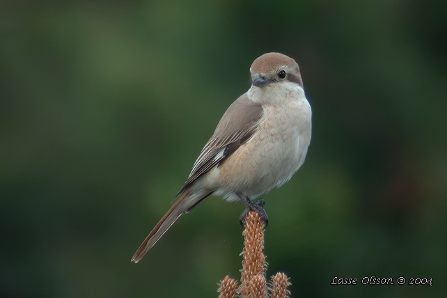 TURKESTANTRNSKATA /RED-TAILED SHRIKE (Lanius phoenicuroides)