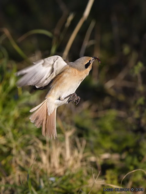 ISABELLATRNSKATA / ISABELLINE SHRIKE (Lanius isabellinus) - stor bild / full size