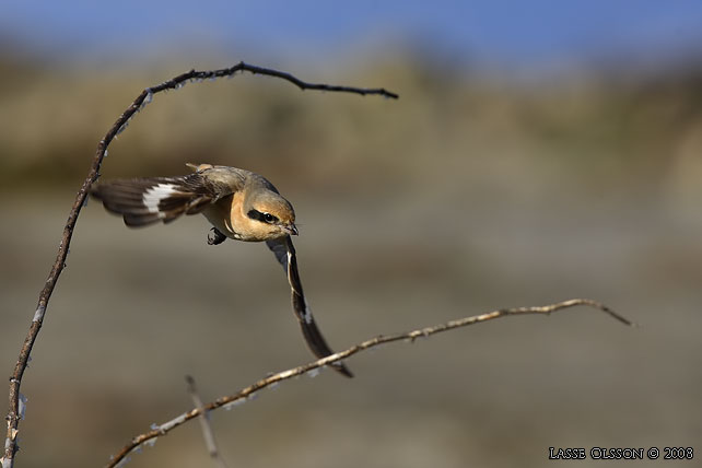 ISABELLATRNSKATA / ISABELLINE SHRIKE (Lanius isabellinus) - stor bild / full size