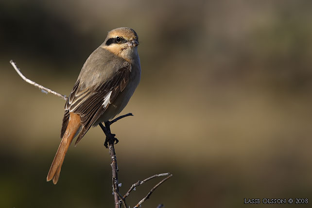 ISABELLATRNSKATA / ISABELLINE SHRIKE (Lanius isabellinus) - stor bild / full size