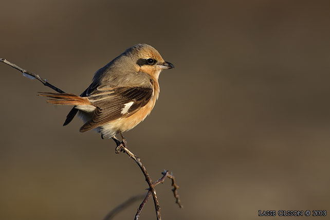 ISABELLATRNSKATA / ISABELLINE SHRIKE (Lanius isabellinus) - stor bild / full size