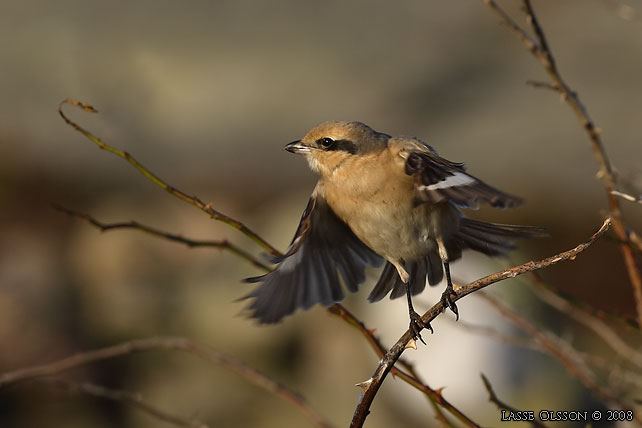 ISABELLATRNSKATA / ISABELLINE SHRIKE (Lanius isabellinus) - stor bild / full size