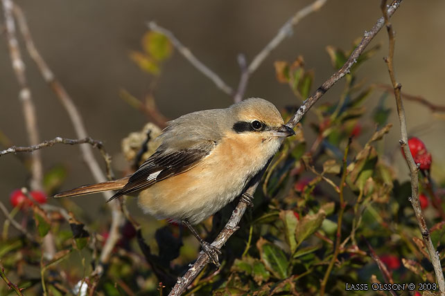 ISABELLATRNSKATA / ISABELLINE SHRIKE (Lanius isabellinus) - stor bild / full size