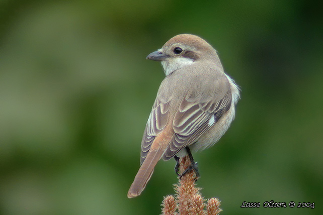 TURKESTANTRNSKATA /RED-TAILED SHRIKE (Lanius phoenicuroides) - stor bild / full size