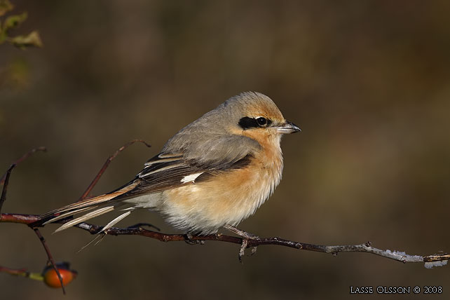 ISABELLATRNSKATA / ISABELLINE SHRIKE (Lanius isabellinus) - stor bild / full size