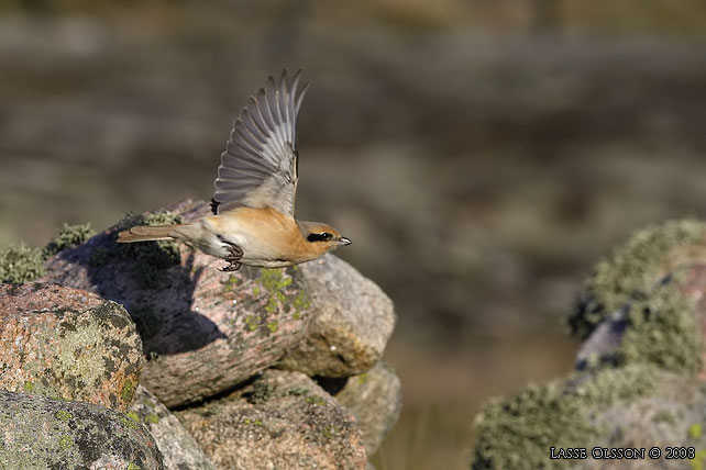 ISABELLATRNSKATA / ISABELLINE SHRIKE (Lanius isabellinus) - stor bild / full size