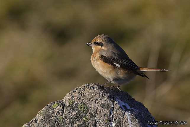 ISABELLATRNSKATA / ISABELLINE SHRIKE (Lanius isabellinus) - stor bild / full size