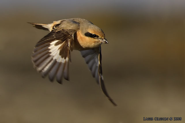 ISABELLATRNSKATA / ISABELLINE SHRIKE (Lanius isabellinus) - stor bild / full size