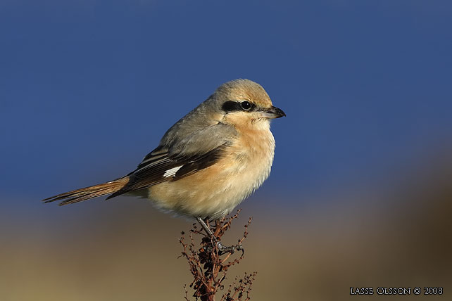 ISABELLATRNSKATA / ISABELLINE SHRIKE (Lanius isabellinus) - stor bild / full size