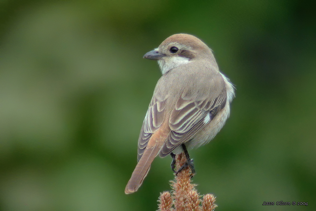 TURKESTANTÖRNSKATA /RED-TAILED SHRIKE (Lanius phoenicuroides) - Stäng / Close