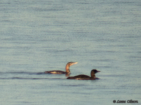 VITNBBAD ISLOM / YELLOW-BILLED LOON (Gavia adamsii)