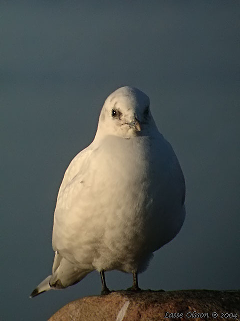 ISMS / IVORY GULL (Pagophila eburnea)