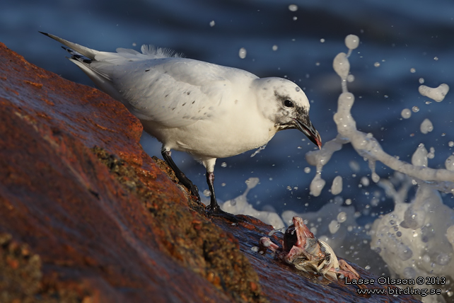 ISMÅS / IVORY GULL (Pagophila eburnea) - stor bild / full size