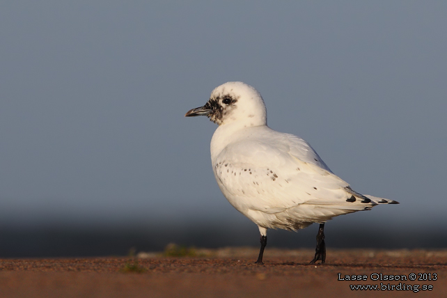 ISMÅS / IVORY GULL (Pagophila eburnea) - stor bild / full size