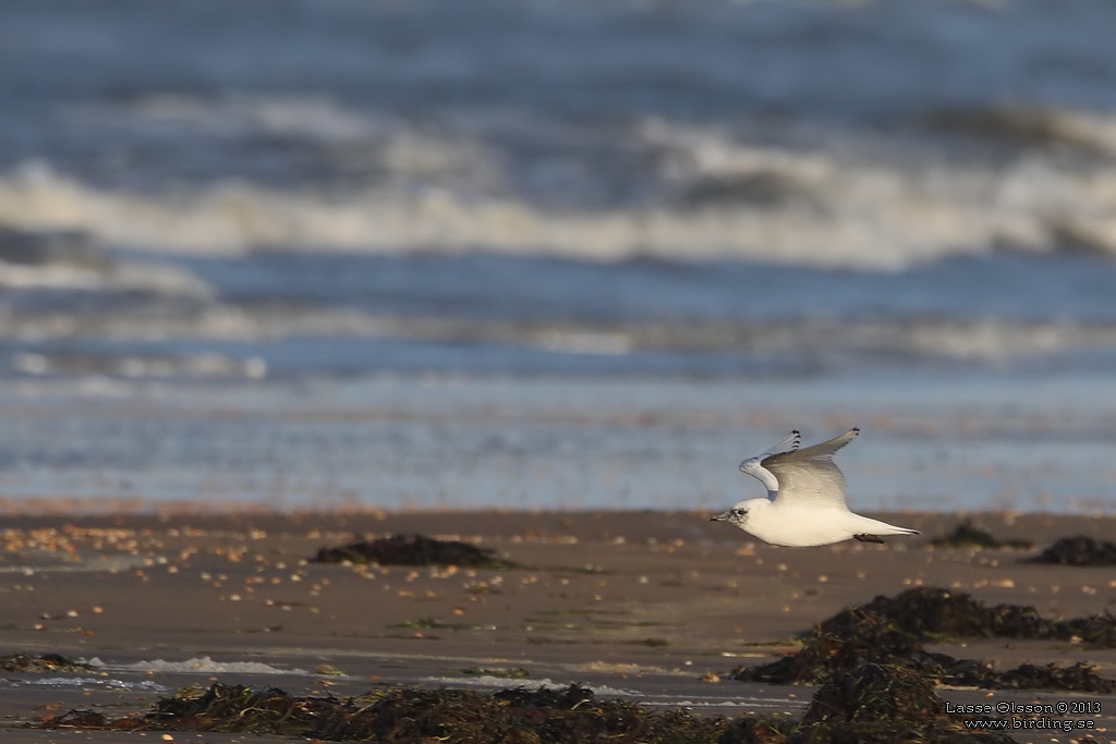 ISMS / IVORY GULL (Pagophila eburnea) - Stng / Close