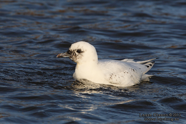 ISMÅS / IVORY GULL (Pagophila eburnea) - stor bild / full size