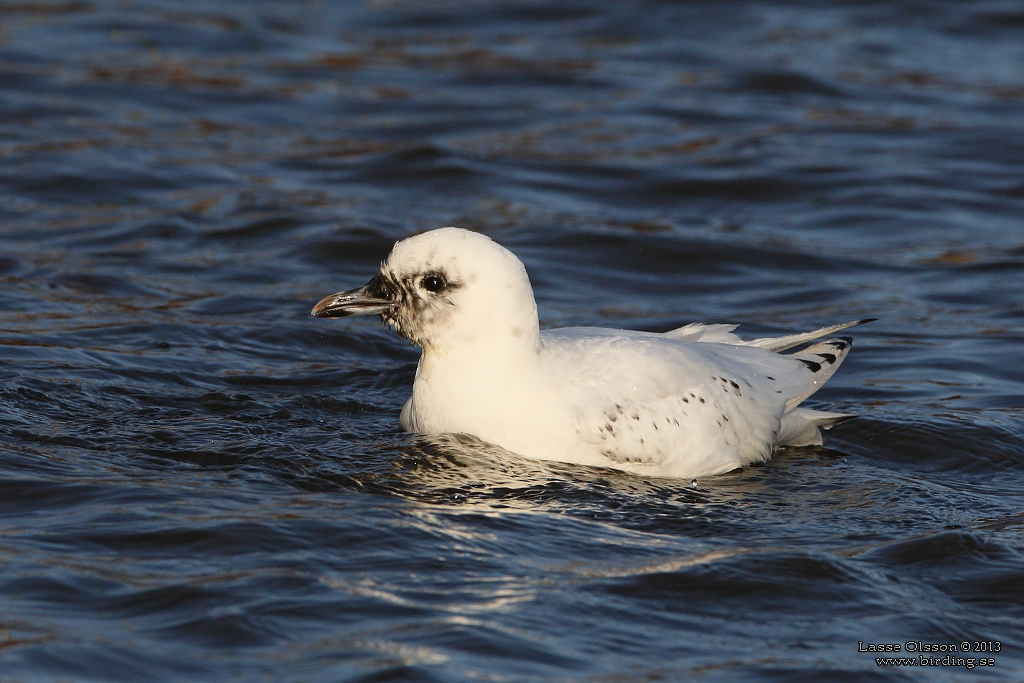 ISMS / IVORY GULL (Pagophila eburnea) - Stng / Close