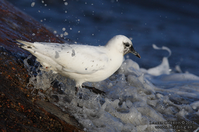 ISMÅS / IVORY GULL (Pagophila eburnea) - stor bild / full size