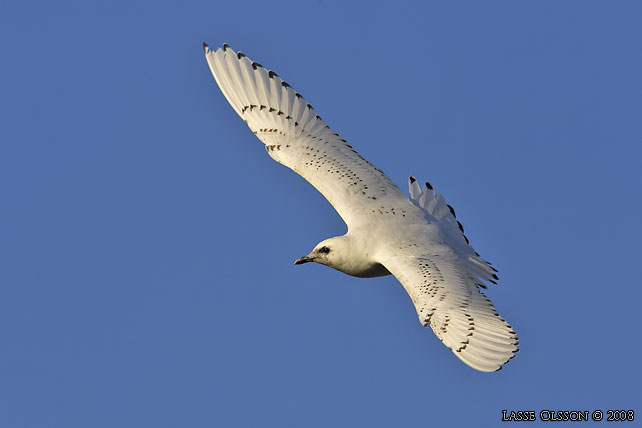 ISMS / IVORY GULL (Pagophila eburnea) - stor bild / full size