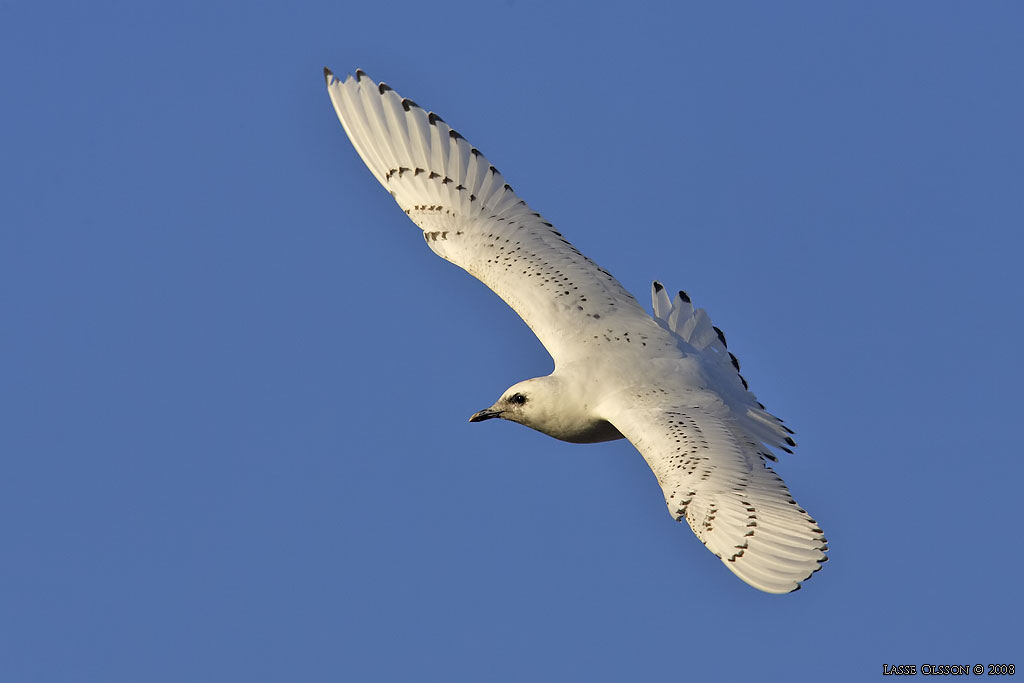 ISMS / IVORY GULL (Pagophila eburnea) - Stng / Close